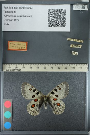 Media type: image;   Entomology 174867